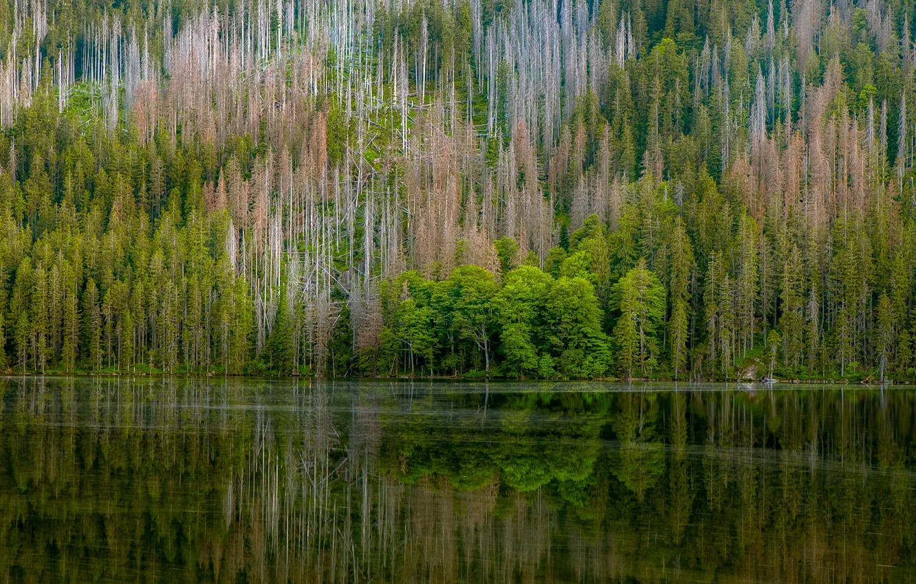 Photo wallpaper forest, reflection, trees, nature, river