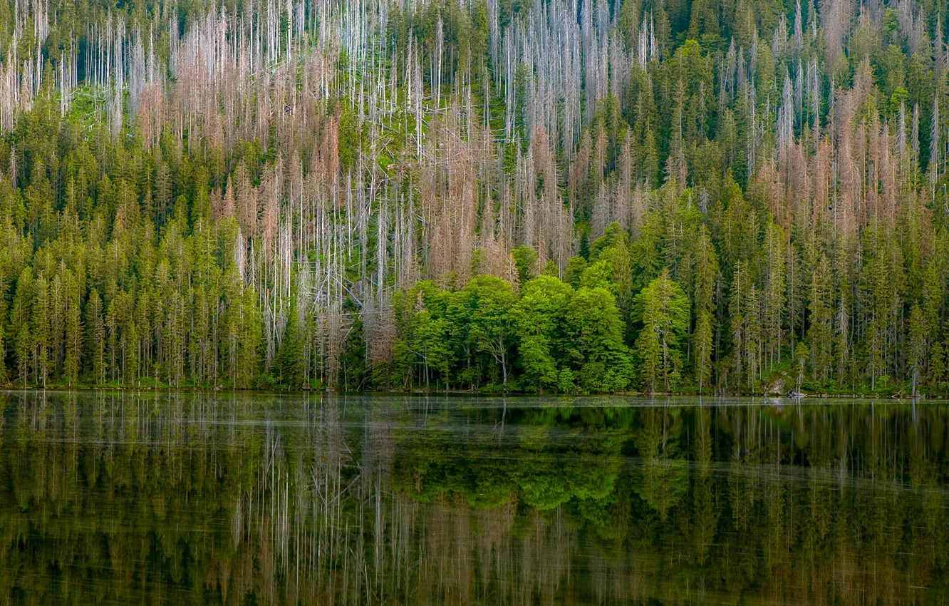 Photo wallpaper forest, trees, nature, reflection, river