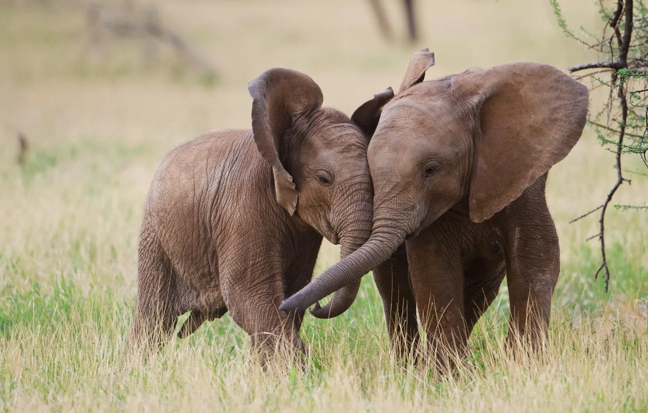 Photo wallpaper elephant, Safari, elephant