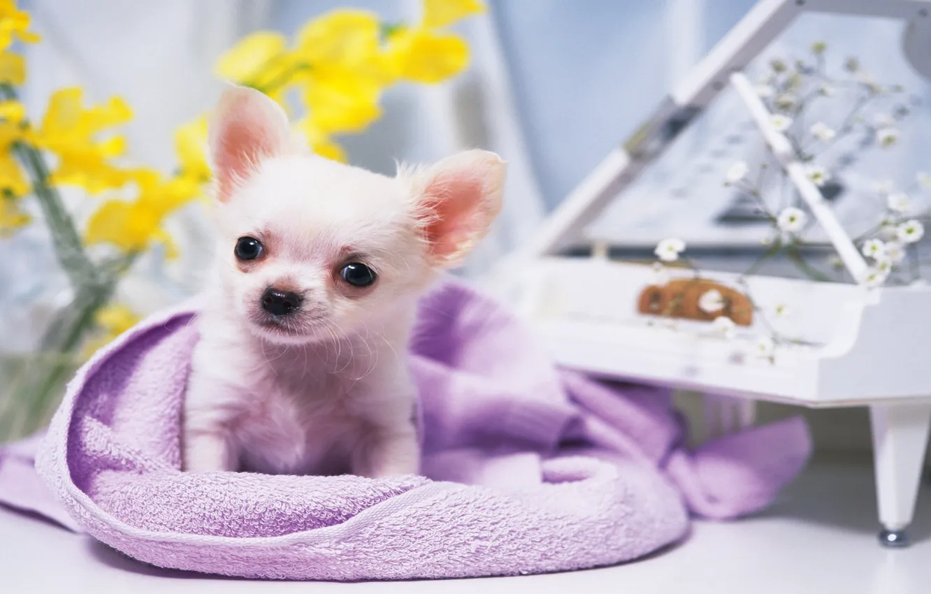 Photo wallpaper flowers, eyes, small, piano, sitting, dog, Chihuahua