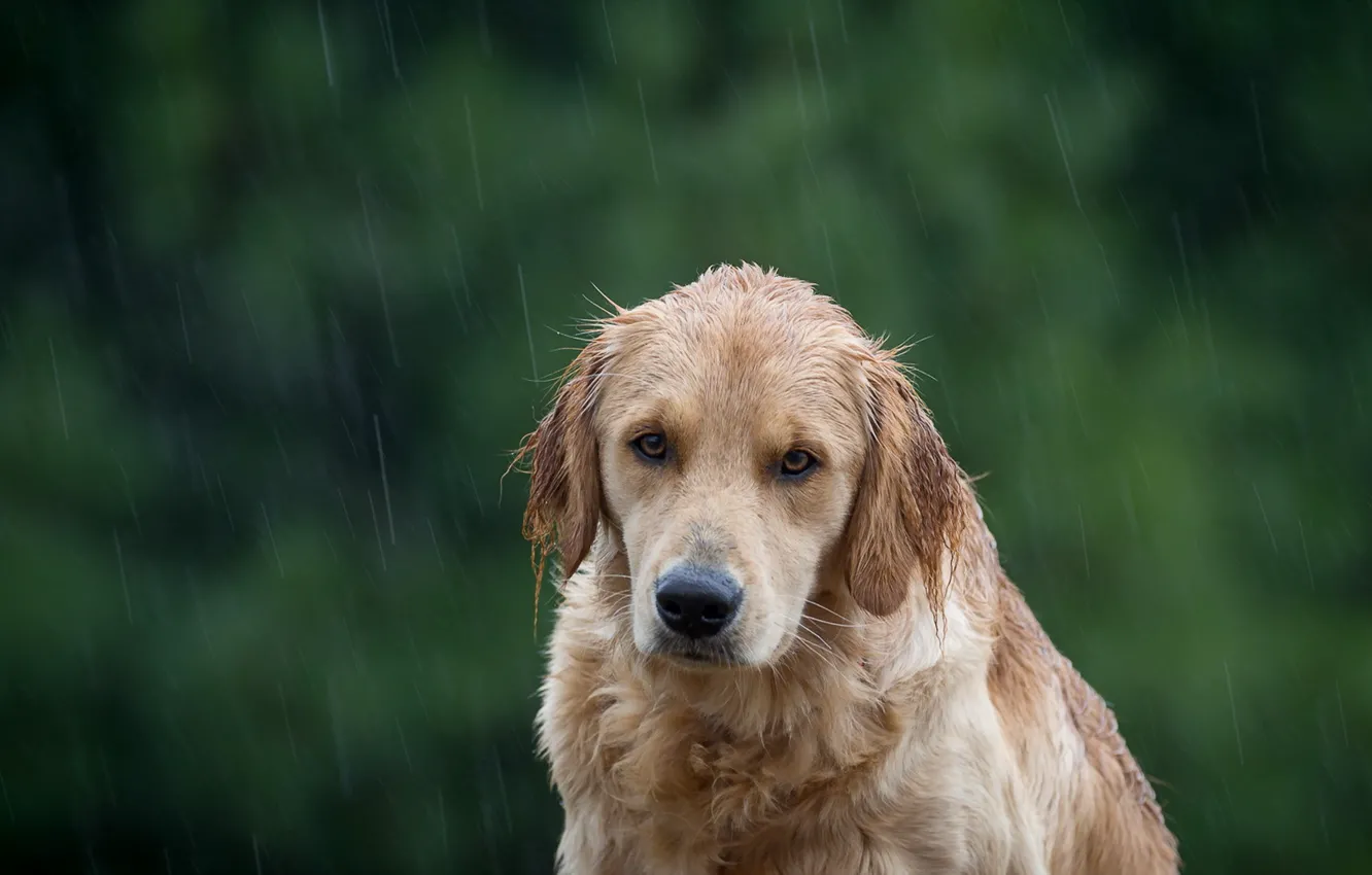 Photo wallpaper look, each, rain, dog