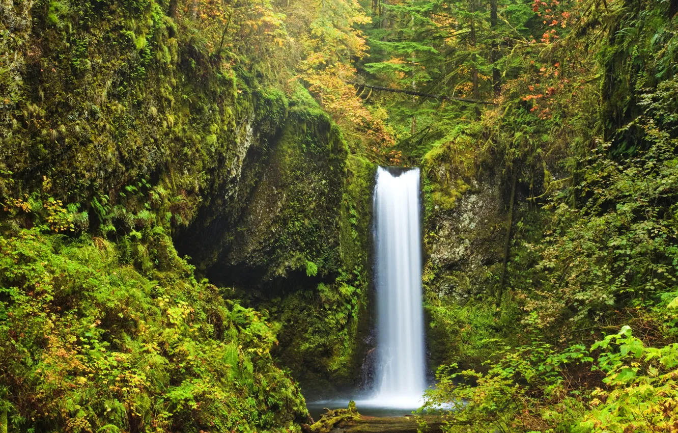 Photo wallpaper forest, trees, rock, waterfall, moss, USA, the bushes, Oregon
