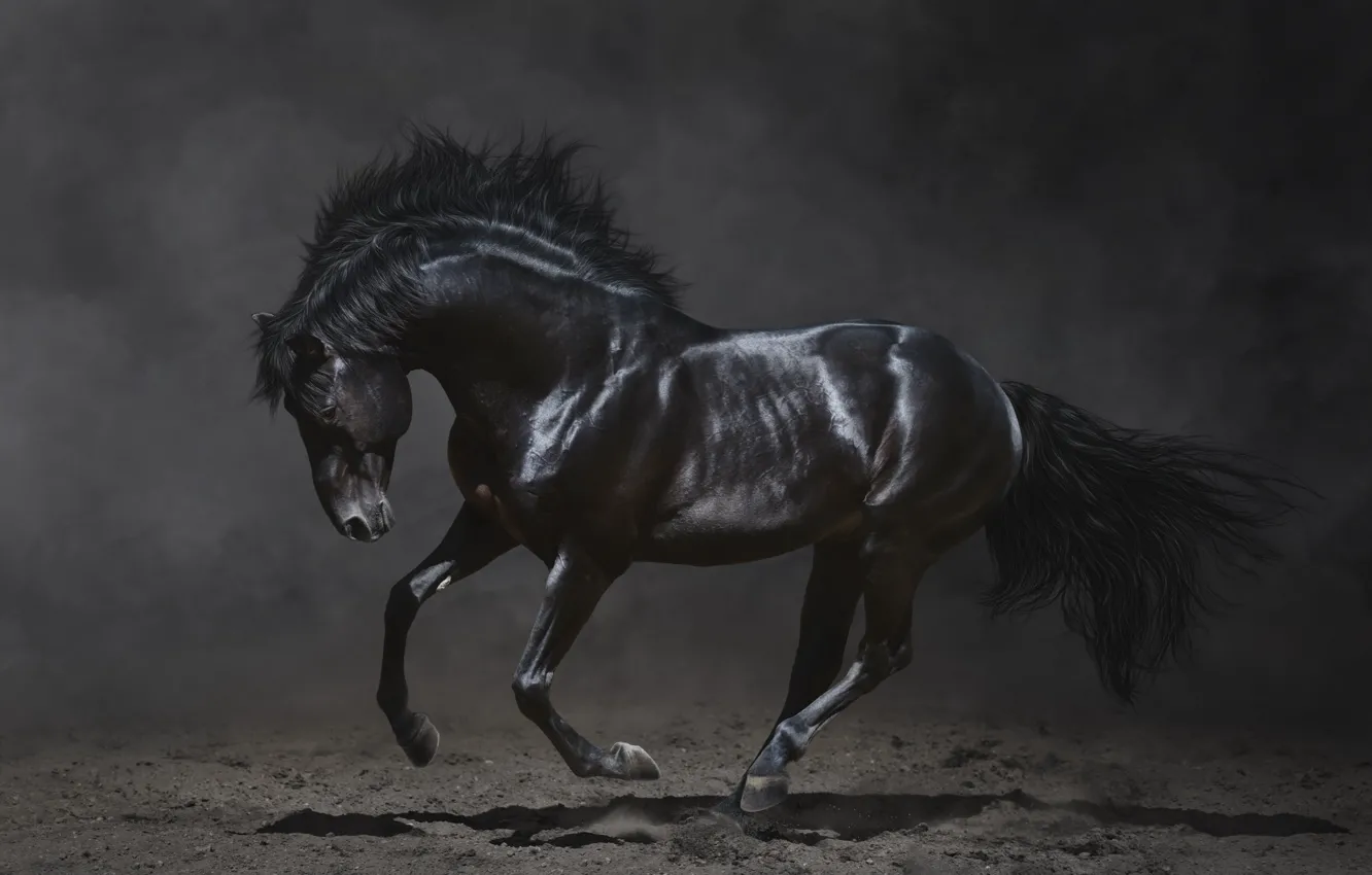 Photo wallpaper the dark background, beauty, mane, black horse