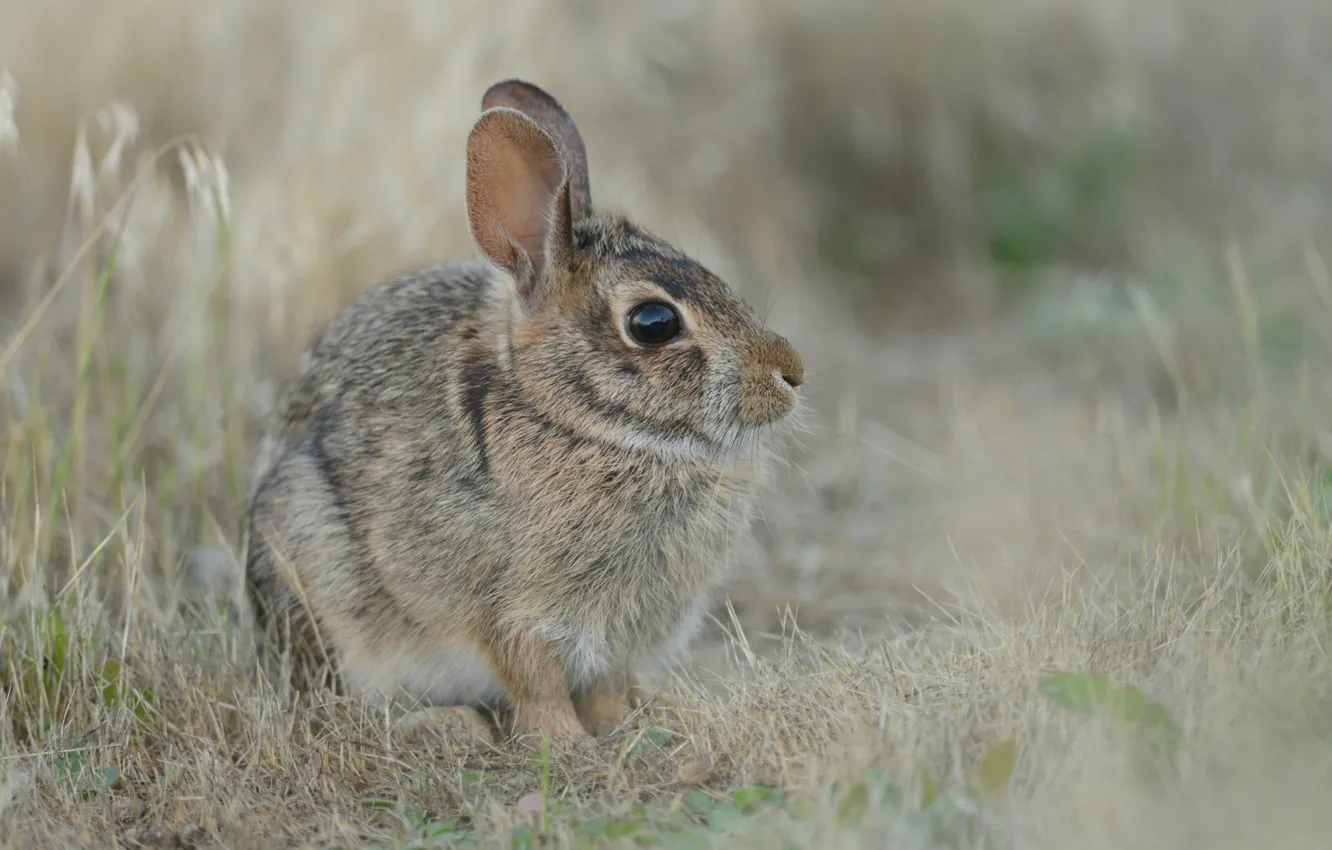 Photo wallpaper grass, grey, hare, hare