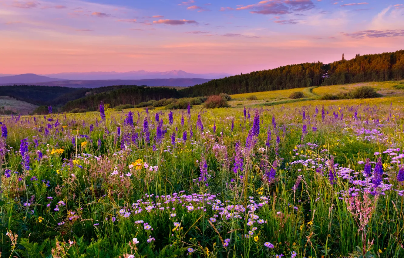 Photo wallpaper flowers, meadow, Colorado, Colorado, White River Plateau