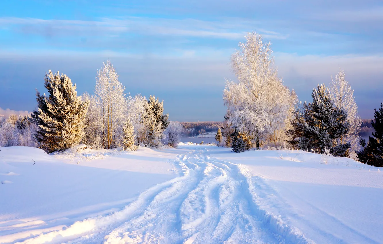 Photo wallpaper winter, the sky, snow, trees, Sky, Winter, Snow, Trees
