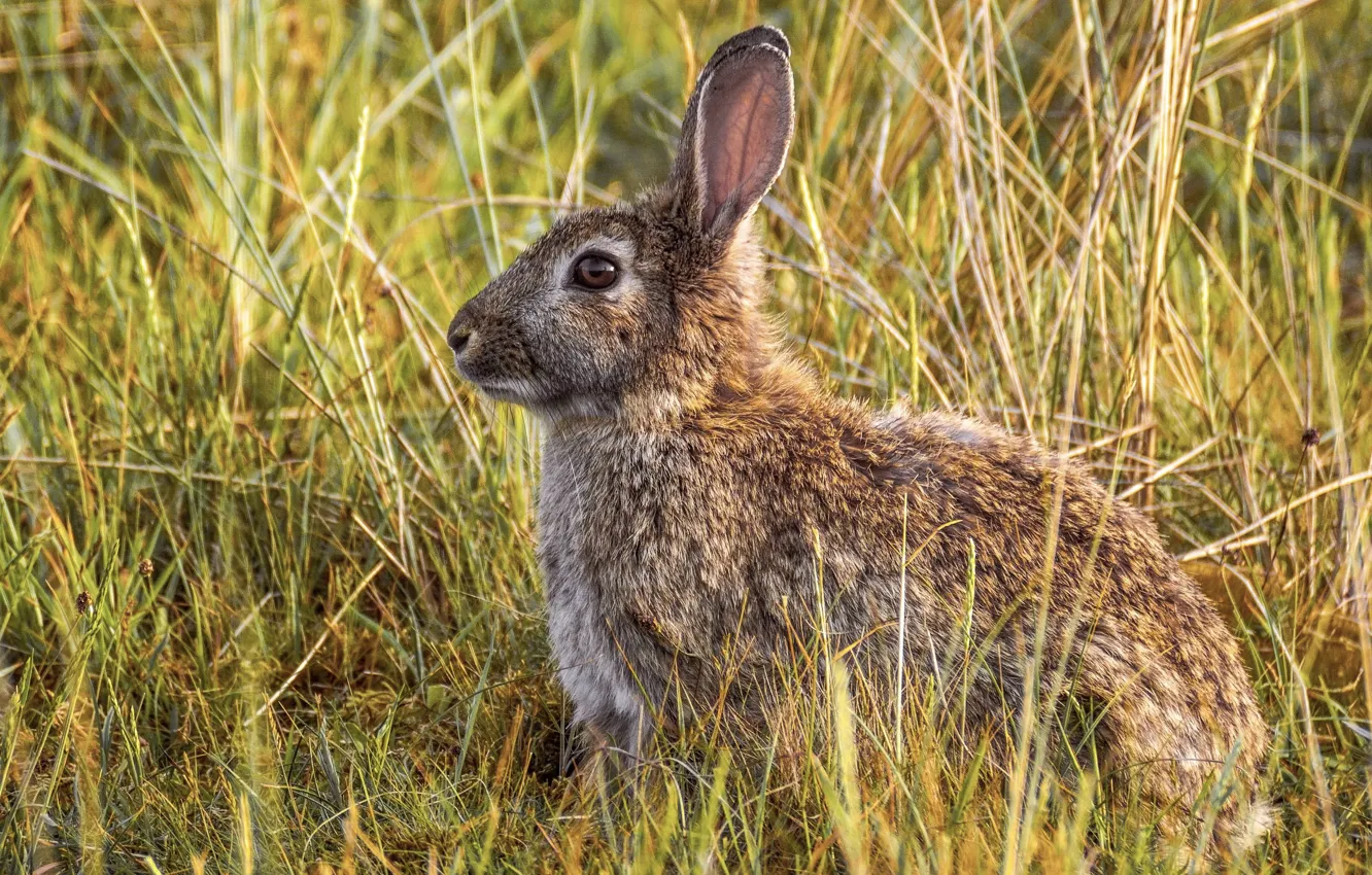 Photo wallpaper grass, look, face, nature, grey, hare, profile, Bunny