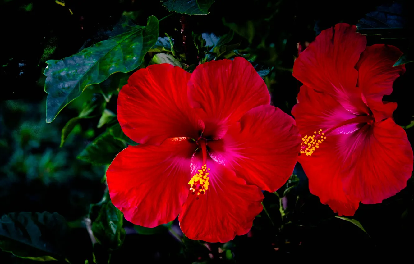 Photo wallpaper flowers, beauty, flowering, hibiscus