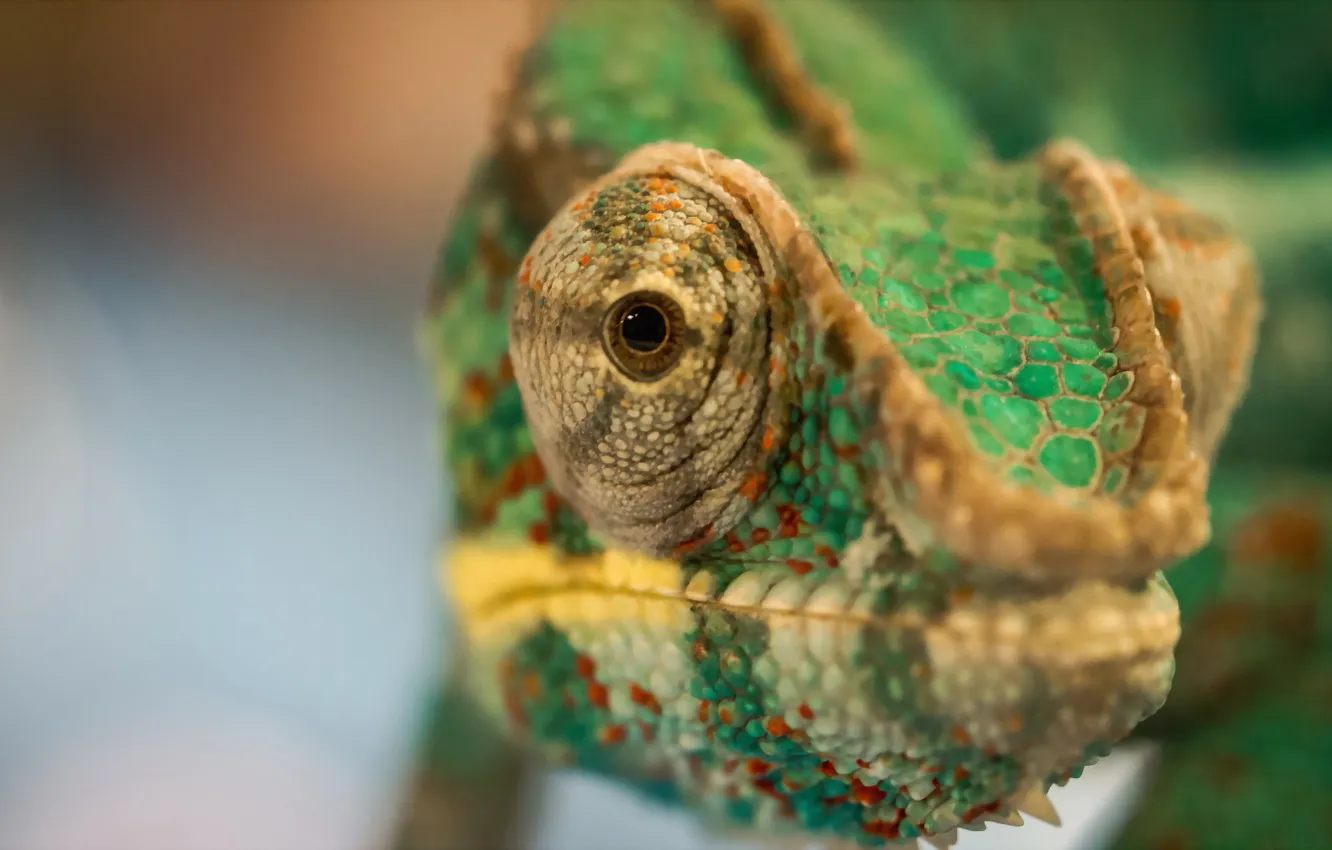 Photo wallpaper macro, nature, chameleon