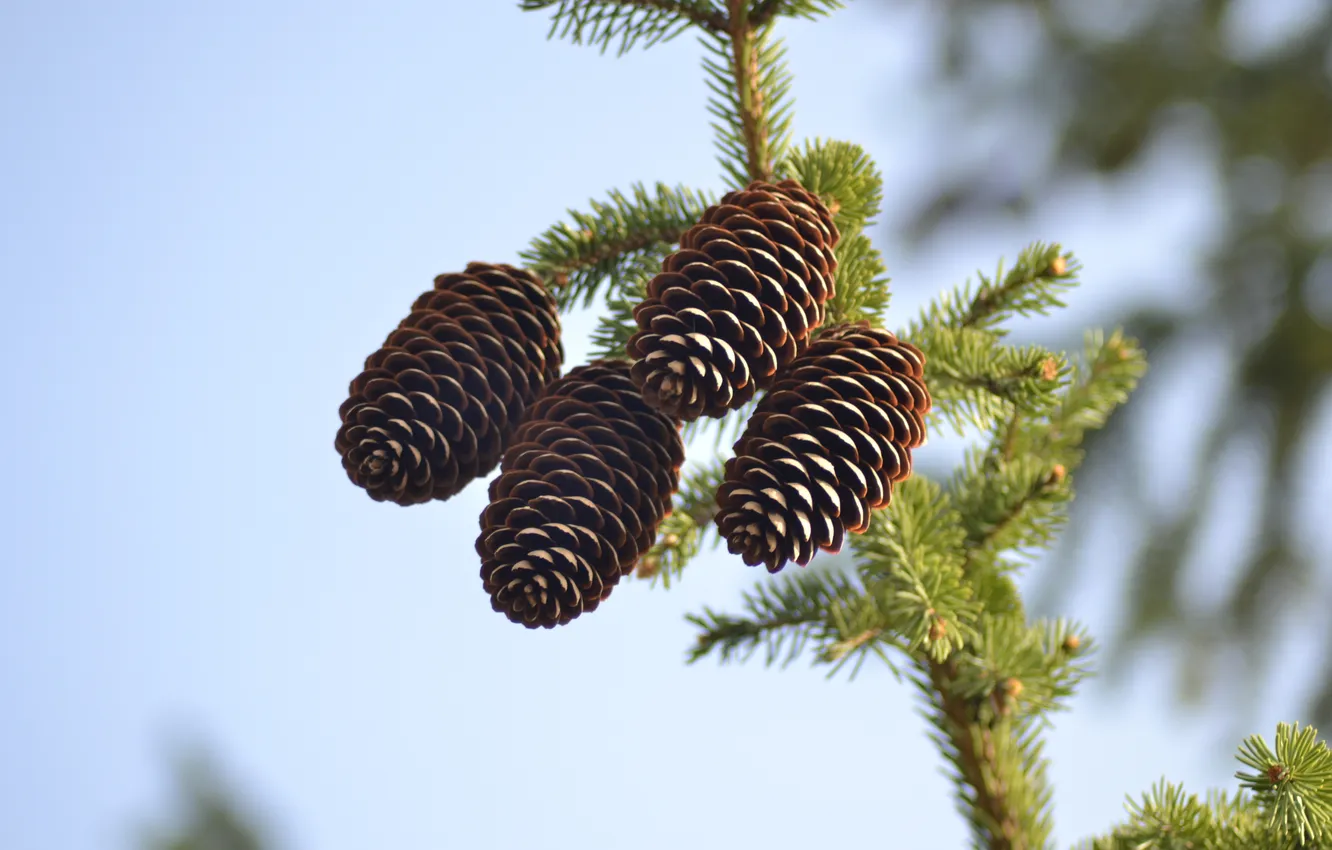 Photo wallpaper forest, macro, tree, bumps