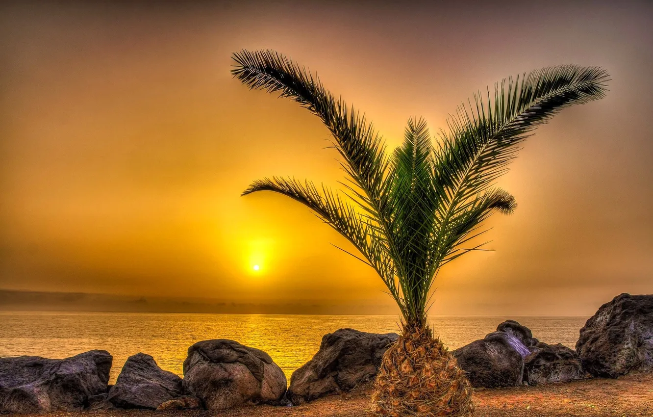 Photo wallpaper sea, the sky, sunset, tropics, Palma, stones