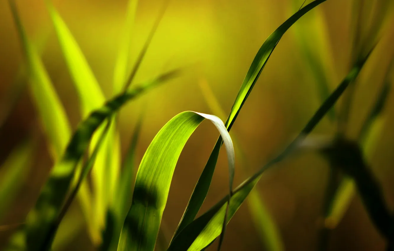Photo wallpaper grass, leaves, macro, light, nature, photo, plants
