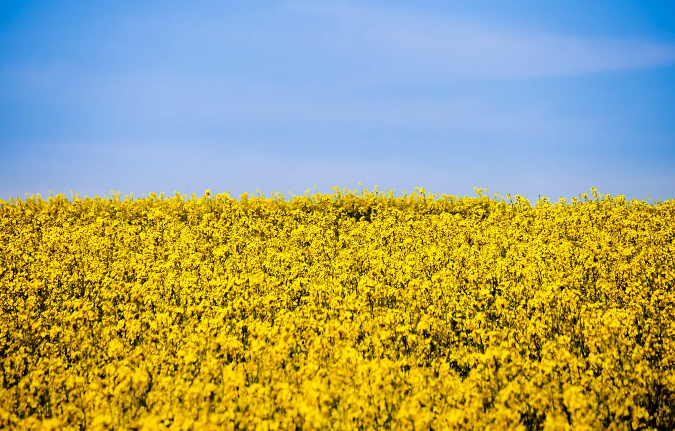 Photo wallpaper the sky, flowers, field of flowers, a field of gold