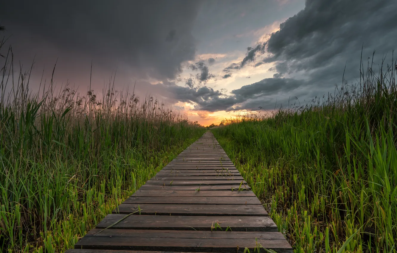 Photo wallpaper summer, nature, track