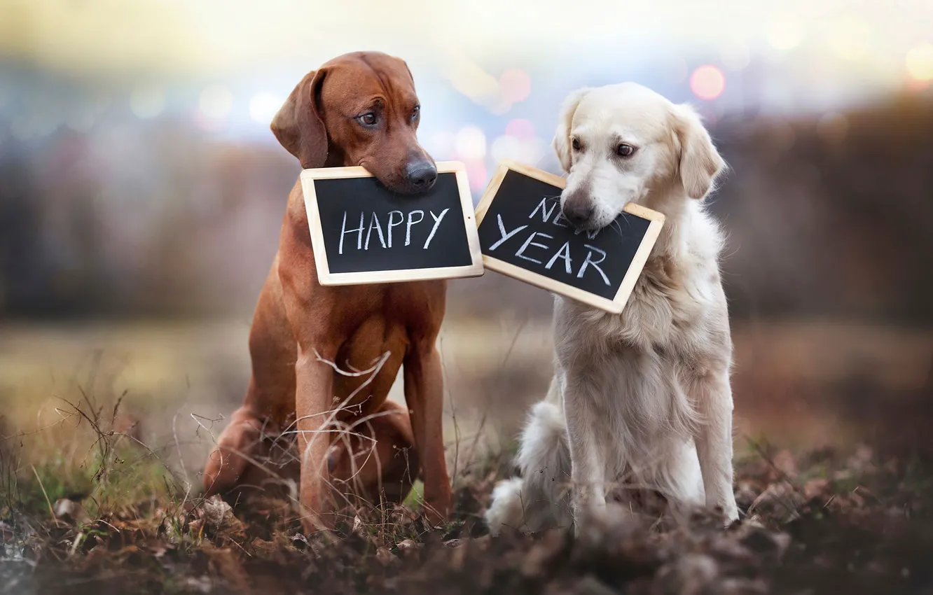 Photo wallpaper dogs, signs, Happy New Year