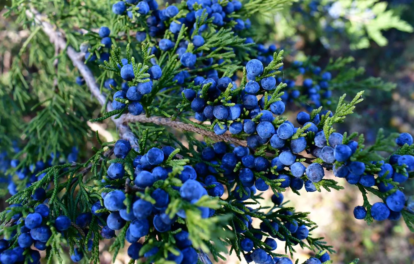 Photo wallpaper branches, blue, nature, berries, fruit, needles, a lot, juniper