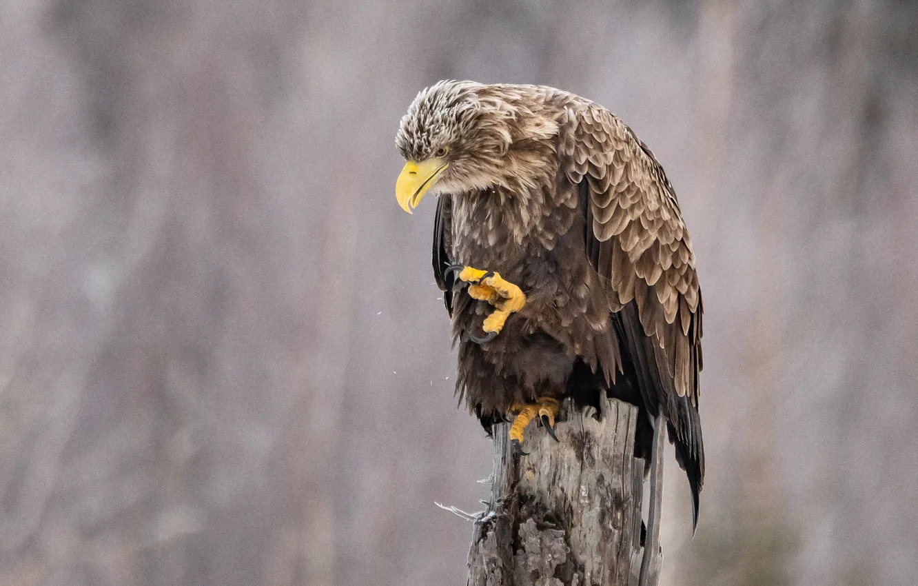 Photo wallpaper look, eagle, wings, predator, claws