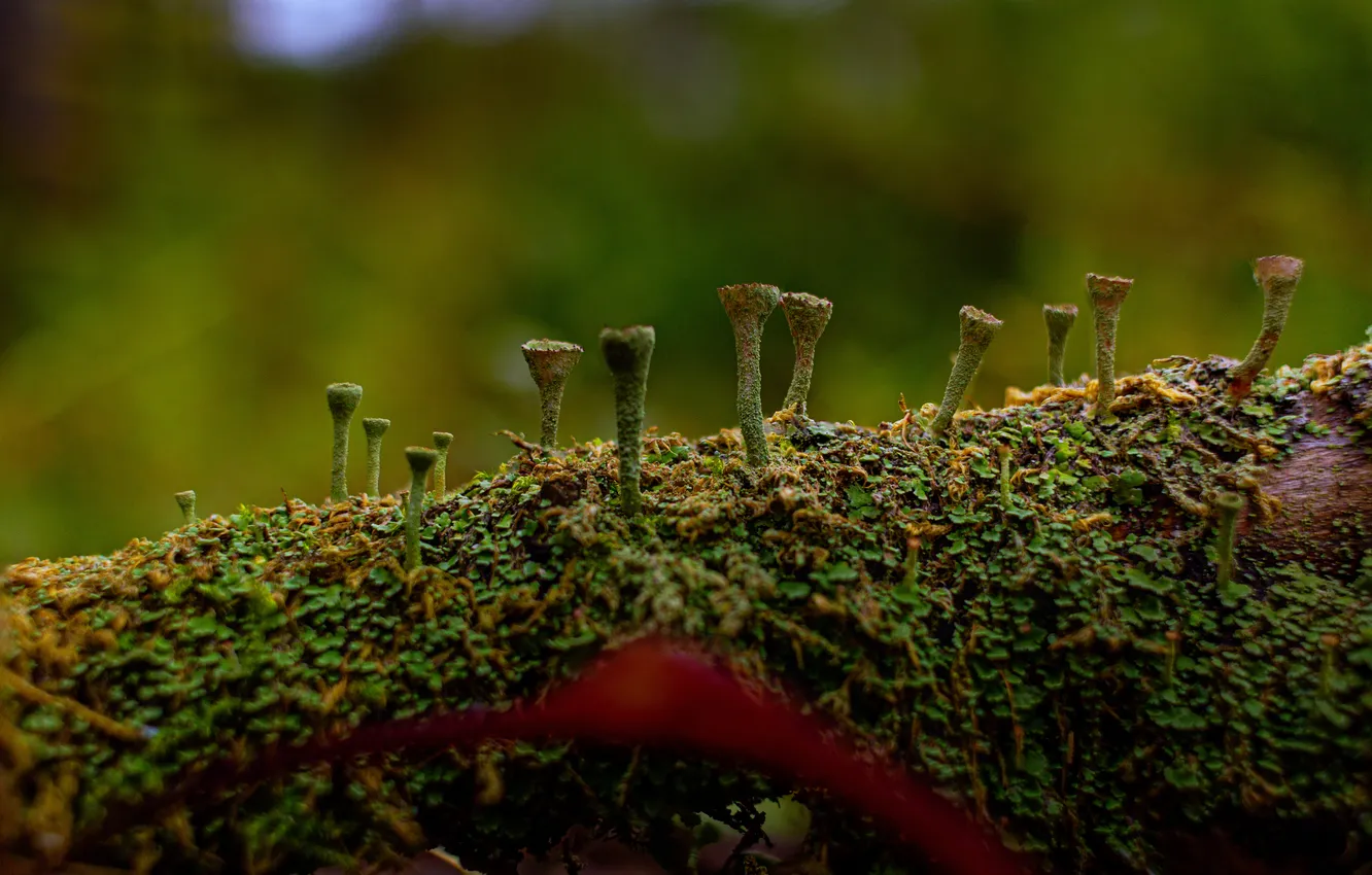 Photo wallpaper moss, bokeh, the trunk of the tree, Kokorin Alexey, Krynochkovidnaya cladonia