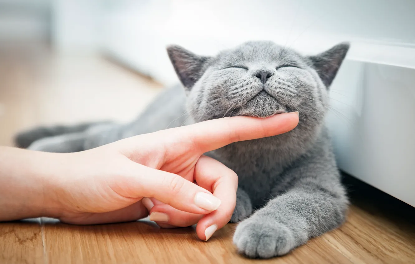 Photo wallpaper cat, cat, grey, hands, floor, lies, fingers, weasel