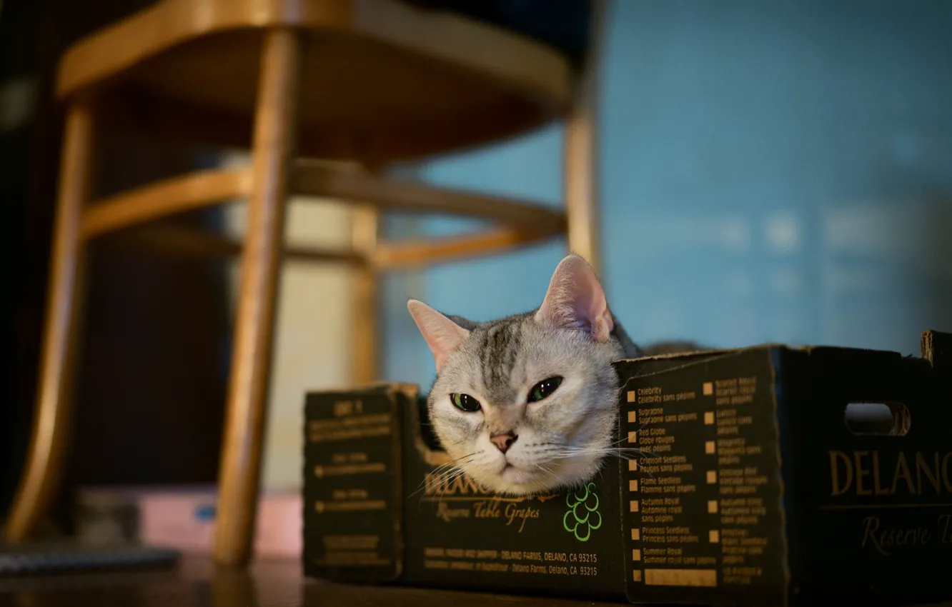 Photo wallpaper pose, look, cat, face, cat