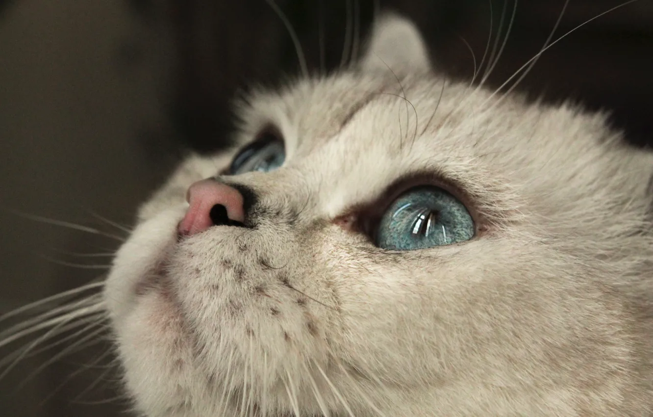 Photo wallpaper white, eyes, cat, the sun, mood, animal, day, blue eyes