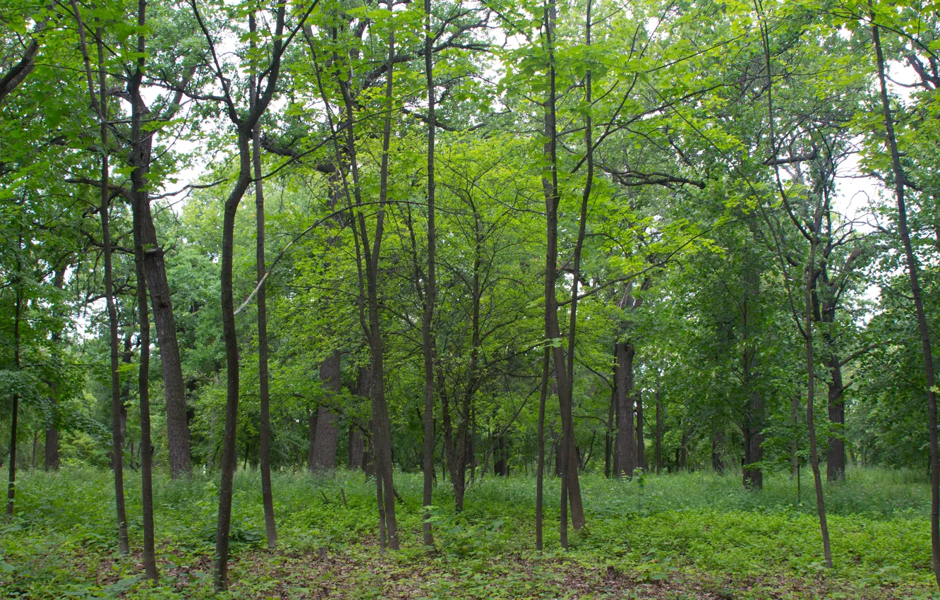 Photo wallpaper forest, summer, trees, nature, Russia, June, Samara, Stan