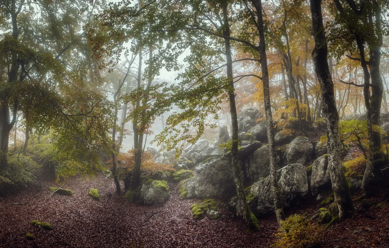 Photo wallpaper forest, nature, fog