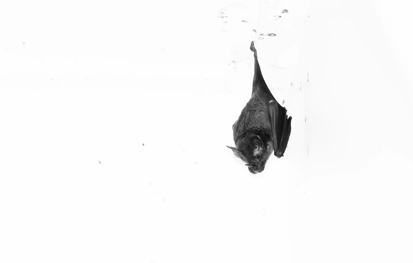 Photo wallpaper nature, background, bat