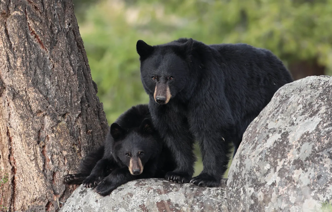 Wallpaper look, pose, stones, background, tree, paws, bear, bears for ...