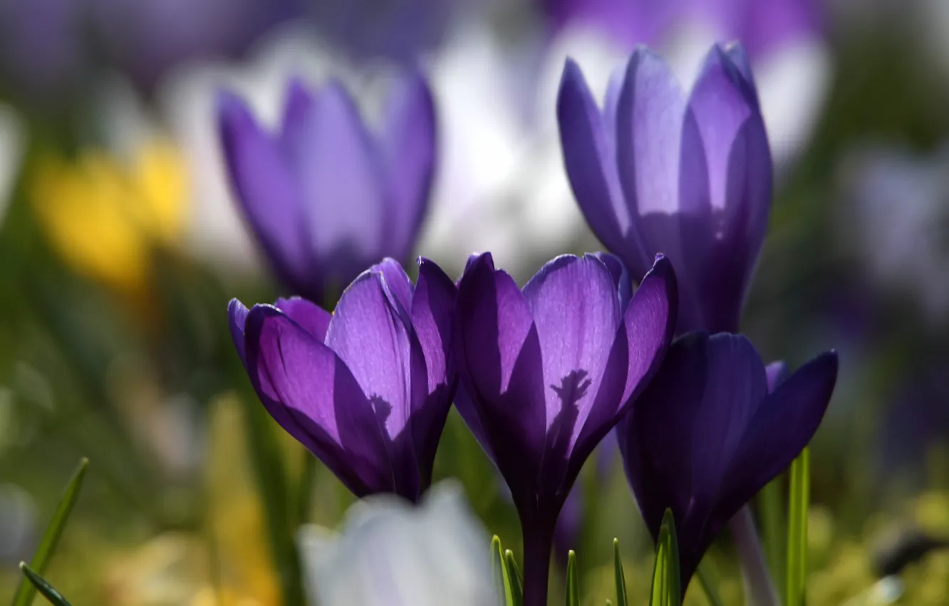 Photo wallpaper macro, nature, glade, crocuses, saffron, Crocus
