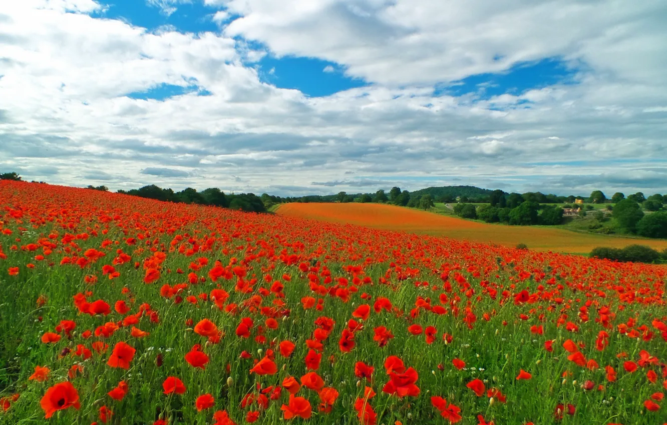 Photo wallpaper field, the sky, nature, sky, field, nature, poppy field, a field of poppies