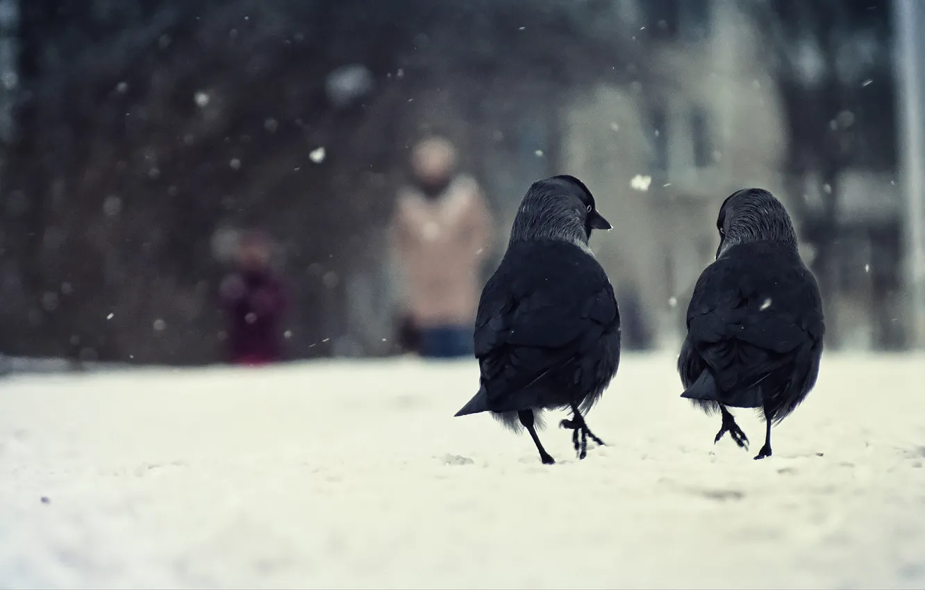 Photo wallpaper winter, snow, birds, two, crows