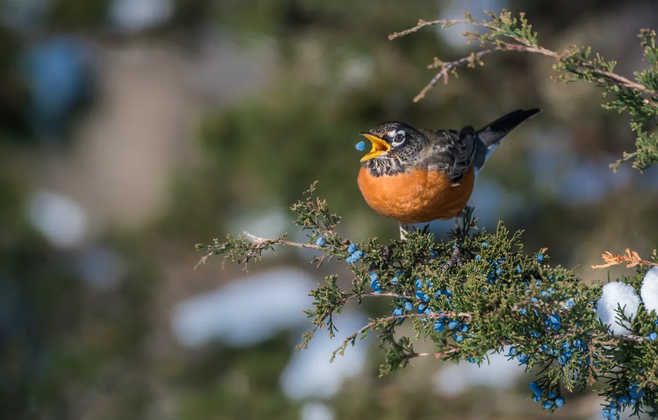 Photo wallpaper berries, bird, fruit, meal, juniper, orange breast