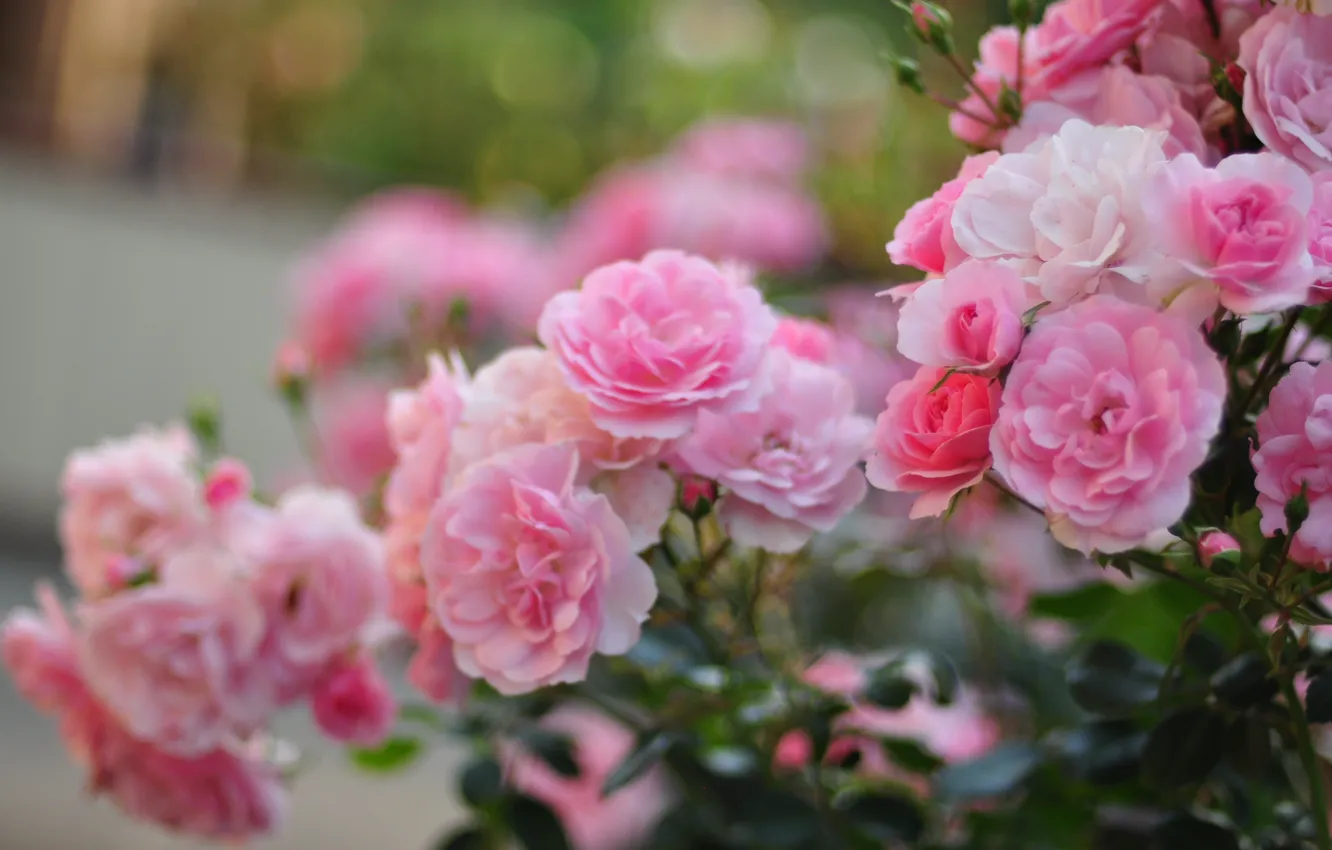 Photo wallpaper macro, flowers, roses, petals, blur, pink, the bushes