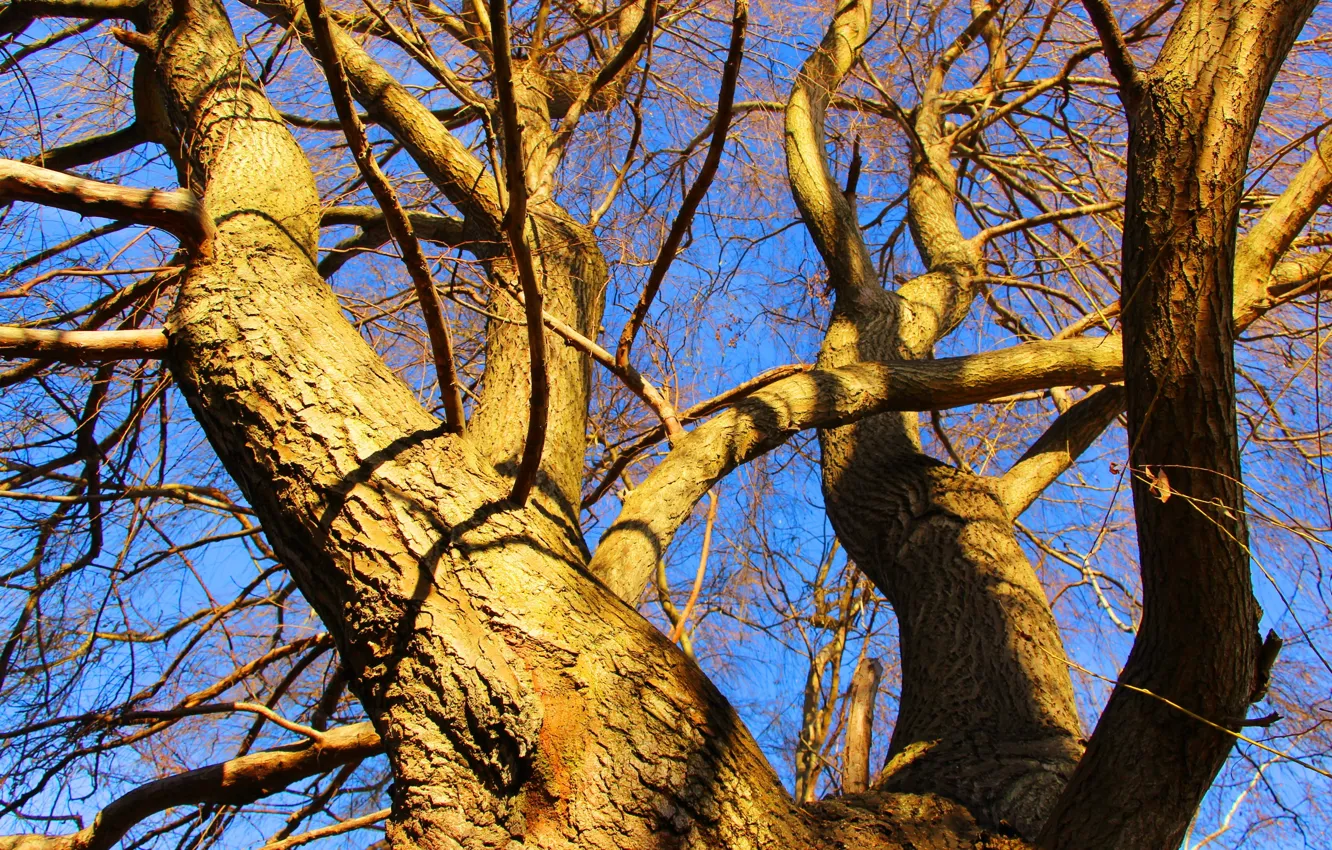 Photo wallpaper forest, park, tree, twigs