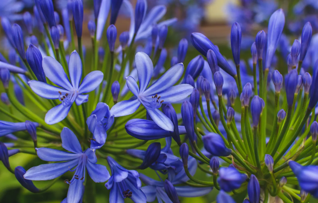 Photo wallpaper flowers, blue, nature, Agapanthus