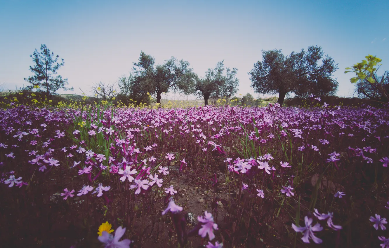 Photo wallpaper field, summer, trees, flowers, blue, meadow, pink