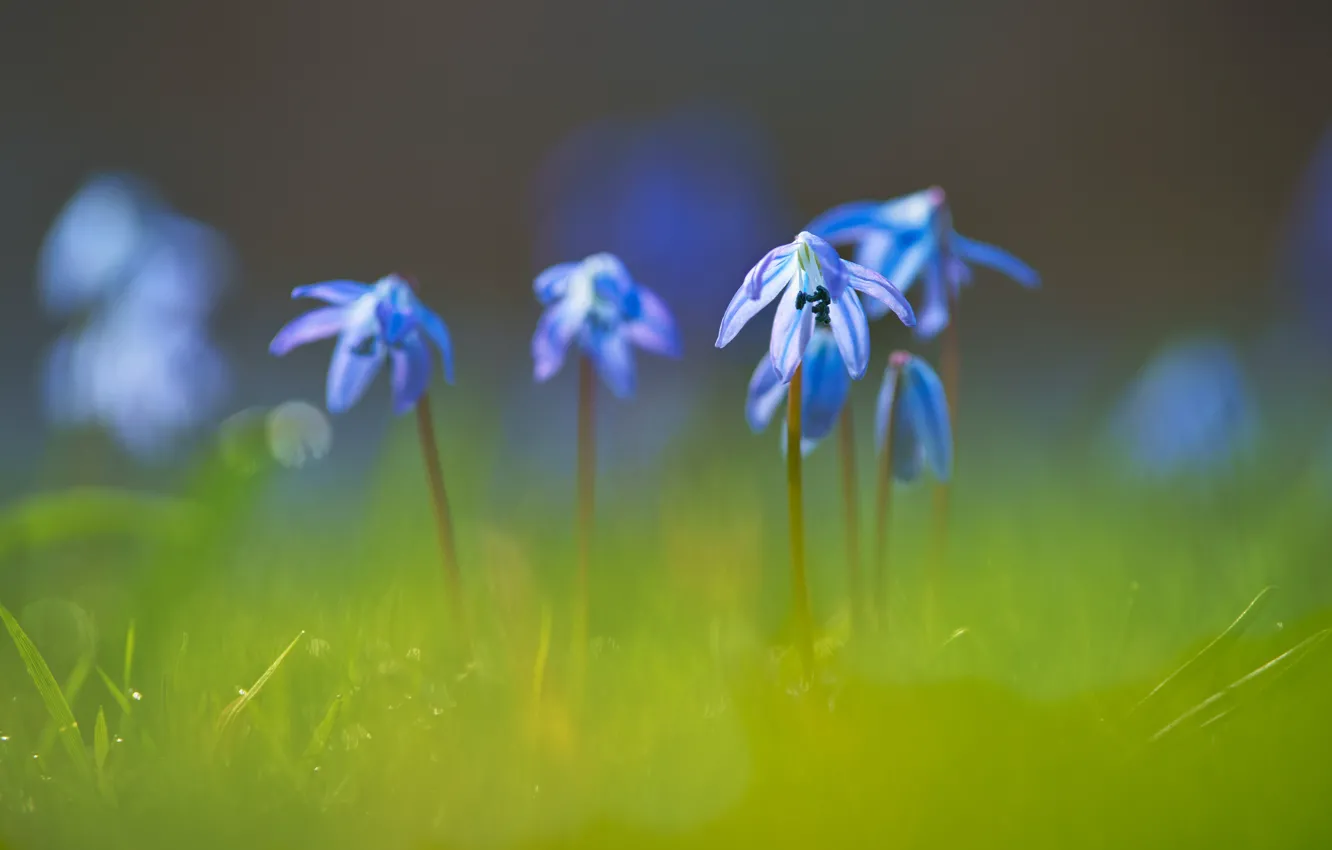 Photo wallpaper flowers, blue, blurred background, Scilla