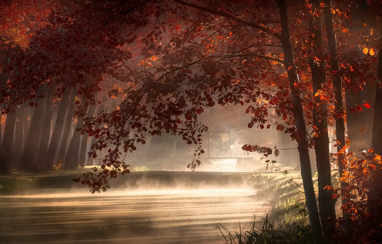 Photo wallpaper fog, Park, morning
