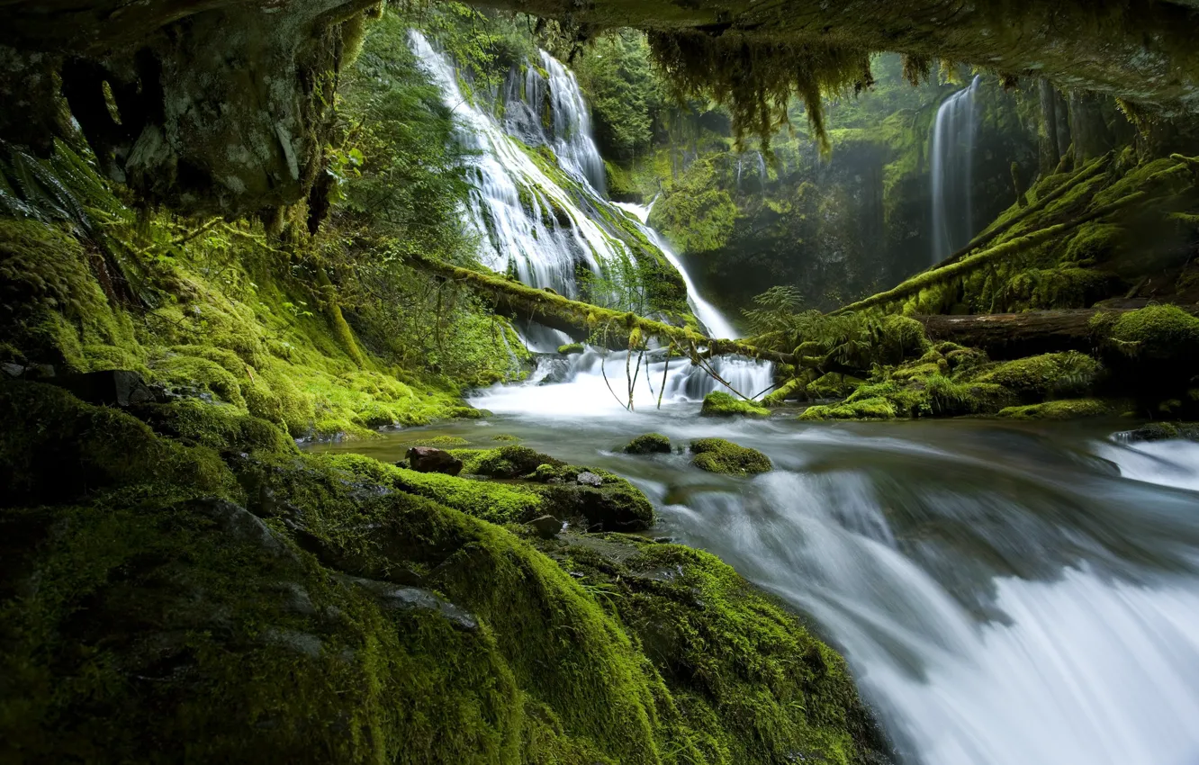 Photo wallpaper greens, forest, shore, waterfall, moss, stream, arch, log