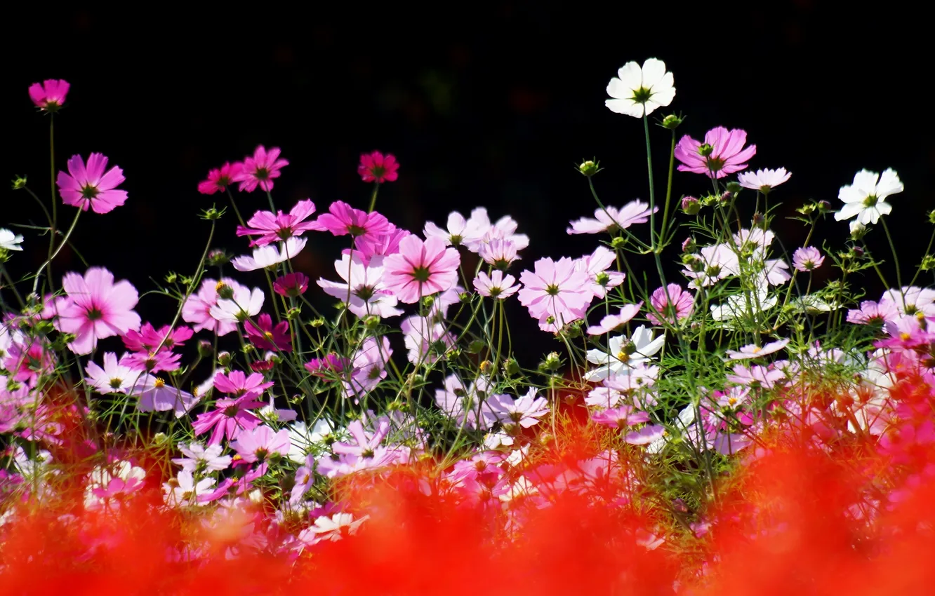 Photo wallpaper summer, flowers, nature, focus, kosmeya