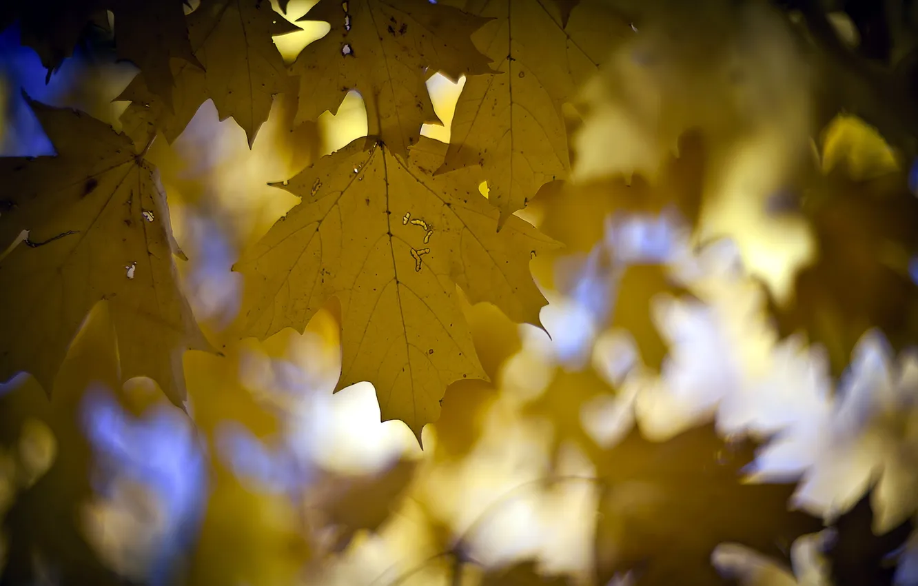 Photo wallpaper leaves, fall, falling, takeflight