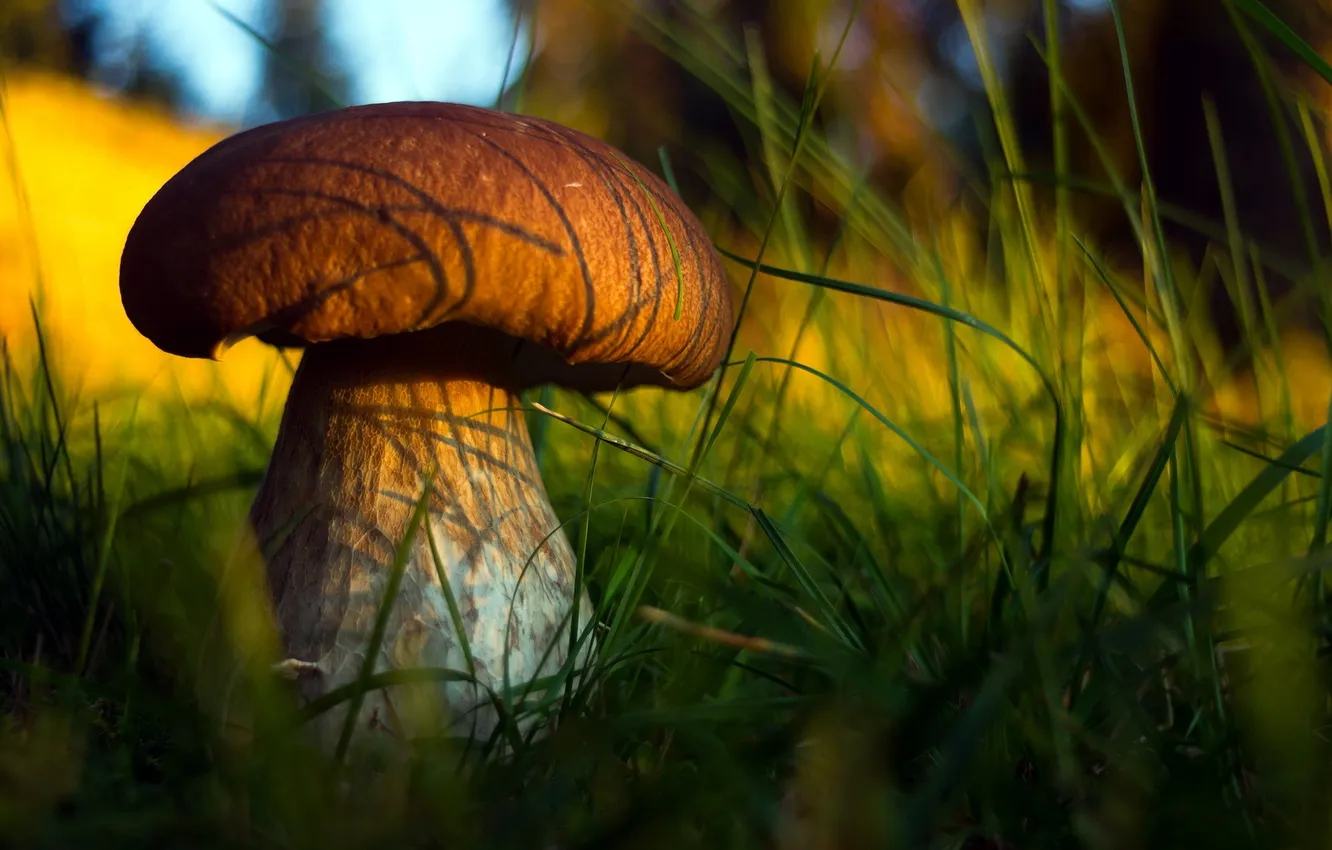 Photo wallpaper nature, mushrooms, Borovik