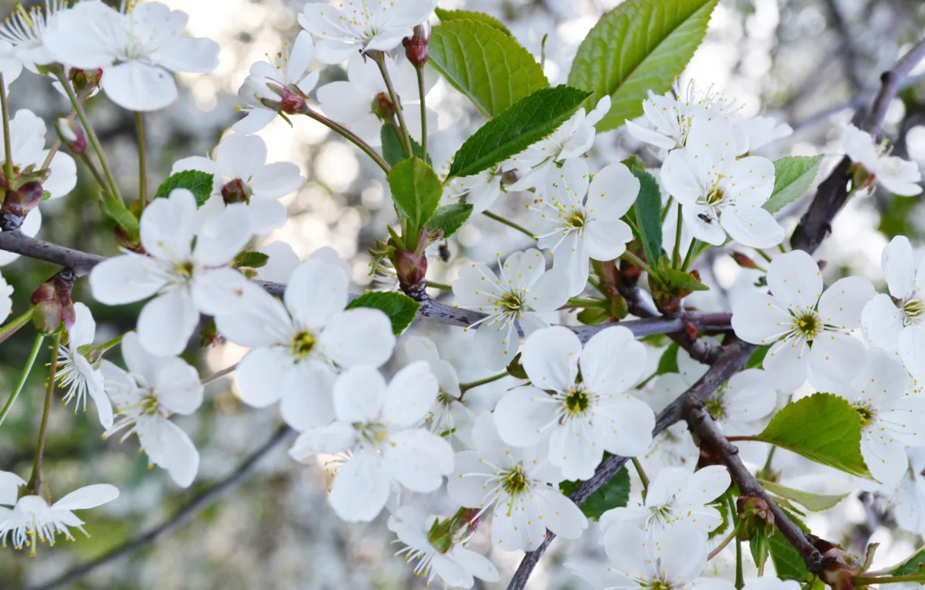 Photo wallpaper cherry, spring, may, flowering