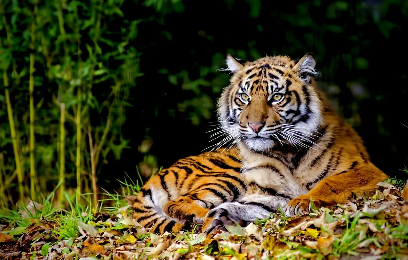 Photo wallpaper forest, grass, tiger, animal