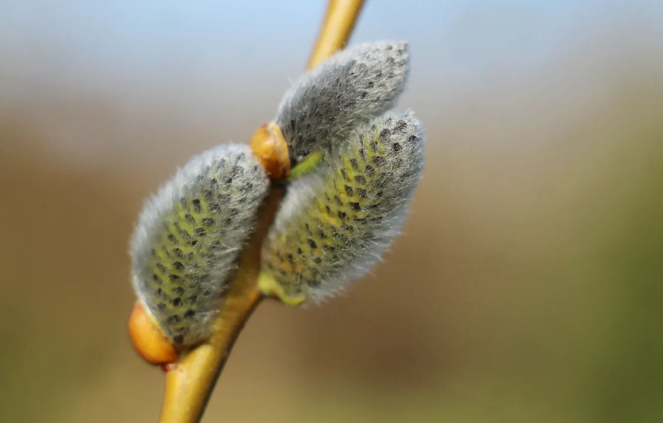 Photo wallpaper spring, twig, base kitten