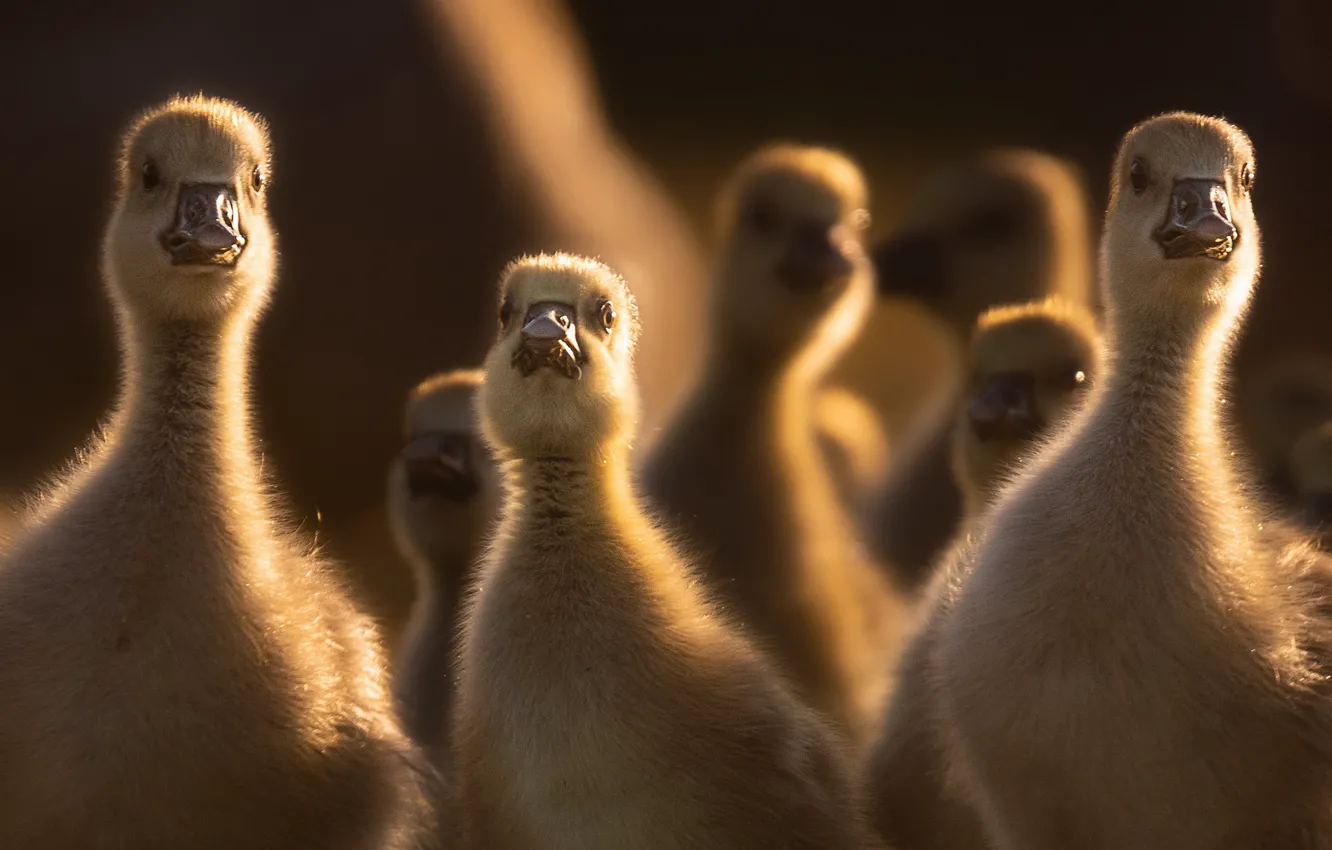 Photo wallpaper bird, Chicks, geese, the goslings
