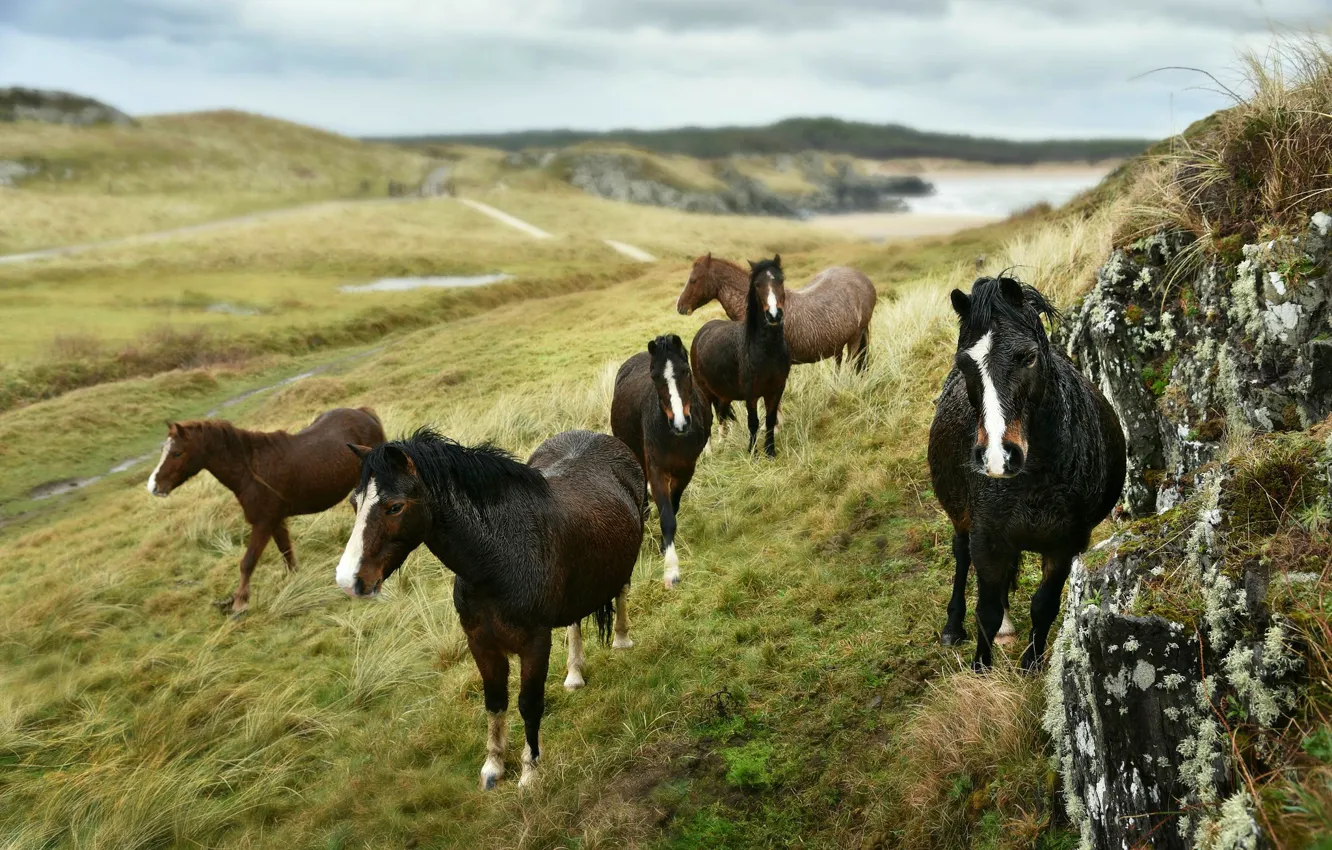 Photo wallpaper field, grass, hills, horses, horse, the herd, a herd of horses