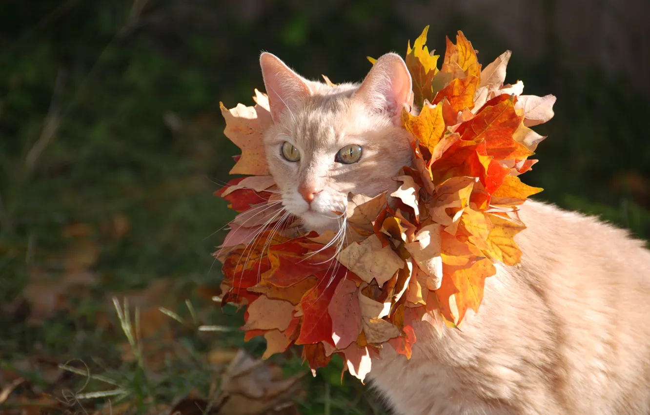 Photo wallpaper cat, cat, leaves, maple