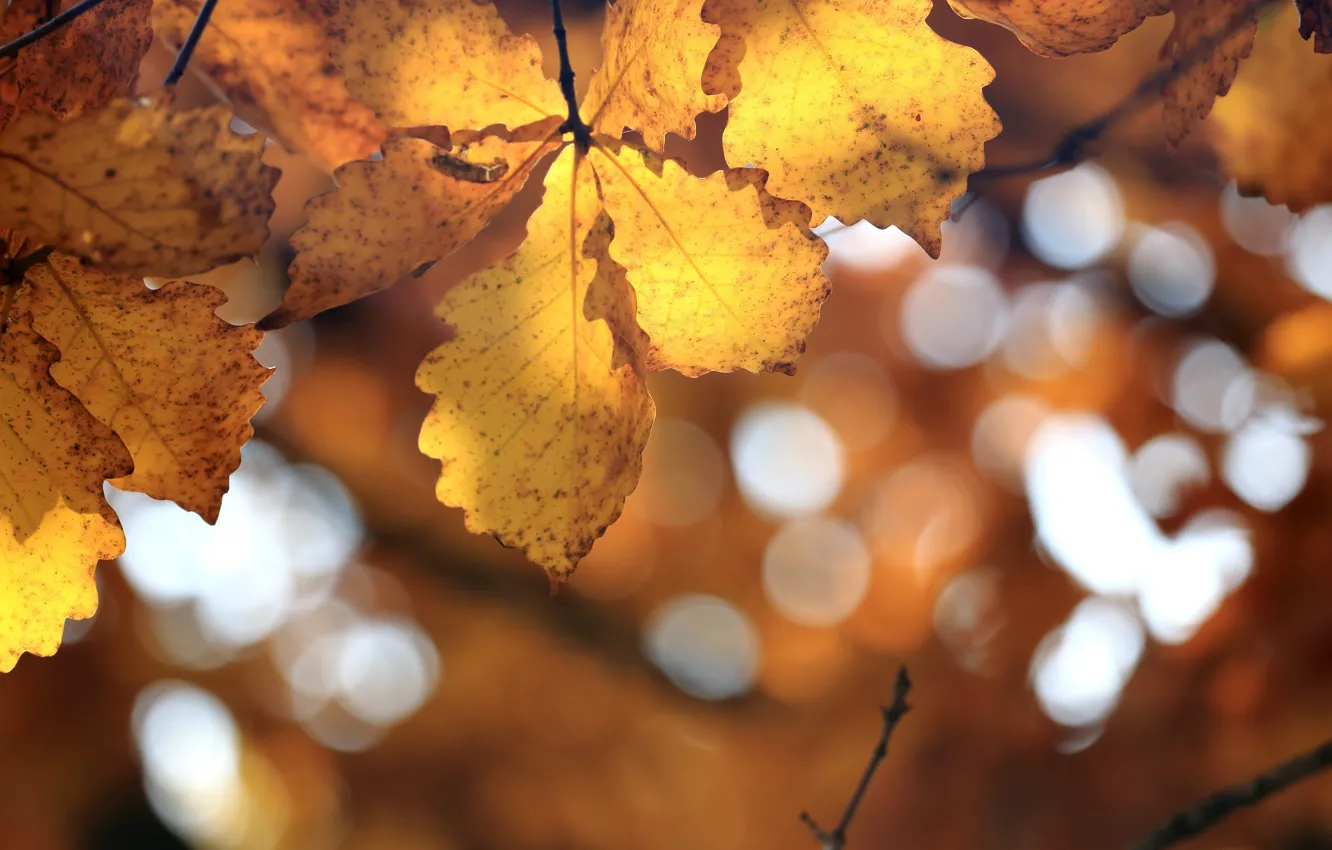 Photo wallpaper autumn, nature, Wallpaper, oak leaves